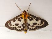 Brennesselzünsler (Eurrhypara hortulata) L. Klasing