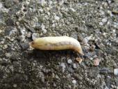 Puppe Buchsbaumzünsler (Cydalima perspectalis) L. Klasing