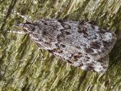 Zünsler (Eudonia truncicolella) L. Klasing