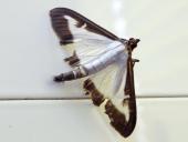 Buchsbaumzünsler (Cydalima perspectalis) L. Klasing