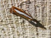 Zünzler (Catoptria margaritella) L. Klasing