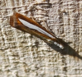 Zünzler (Catoptria margaritella) L. Klasing