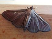 Buchsbaumzünsler (Cydalima perspectalis) L. Klasing