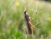 Zünsler (Agriphila tristella) L. Klasing