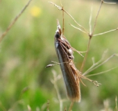 Zünsler (Agriphila tristella) L. Klasing