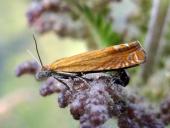 Wickler (Lathronympha strigana) L. Klasing