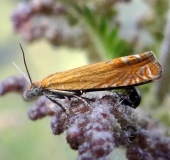 Wickler (Lathronympha strigana) L. Klasing