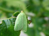 Eichenwickler (Tortrix viridana) L. Klasing