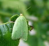 Eichenwickler (Tortrix viridana) L. Klasing