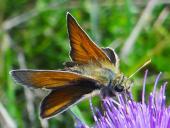 Braunkolbiger Br.- Dickkopffalter (Thymelicus sylvestris) L. Klasing