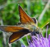 Braunkolbiger Br.- Dickkopffalter (Thymelicus sylvestris) L. Klasing