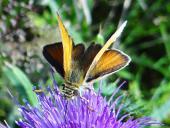 Braunkolbiger Br.- Dickkopffalter (Thymelicus sylvestris) L. Klasing