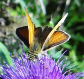 Braunkolbiger Br.- Dickkopffalter (Thymelicus sylvestris) L. Klasing