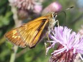 Rostfarbiger Dickkopffalter (Ochlodes sylvanus) L. Klasing