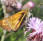 Rostfarbiger Dickkopffalter (Ochlodes sylvanus) L. Klasing