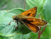 Rostfarbiger Dickkopffalter (Ochlodes sylvanus) L. Klasing