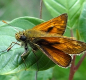 Rostfarbiger Dickkopffalter (Ochlodes sylvanus) L. Klasing