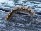 Überwinterungsstadium Grasglucke (Euthrix potatoria) L. Klasing
