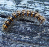 Überwinterungsstadium Grasglucke (Euthrix potatoria) L. Klasing