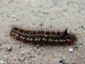 Endstadium: Grasglucke Euthrix potatoria) L. Klasing