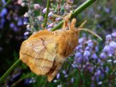 Grasglucke m. (Euthrix potatoria) L. Klasing
