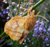 Grasglucke m. (Euthrix potatoria) L. Klasing