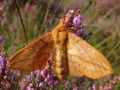Grasglucke m. (Euthrix potatoria) L. Klasing