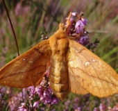 Grasglucke m. (Euthrix potatoria) L. Klasing