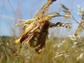 Eiablage: Grasglucke w. (Euthrix potatoria) L. Klasing