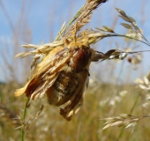 Eiablage: Grasglucke w. (Euthrix potatoria) L. Klasing