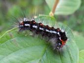 Raupe Schwan (Euproctis similis)-L. Klasing