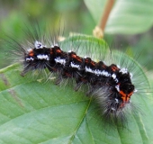 Raupe Schwan (Euproctis similis)-L. Klasing