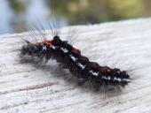 Raupe Schwan (Euproctis similis)-L. Klasing