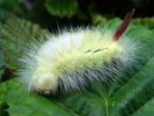 Raupe Buchen-Streckfuß (Calliteara pudibunda)-L. Klasing