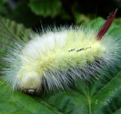 Raupe Buchen-Streckfuß (Calliteara pudibunda)-L. Klasing