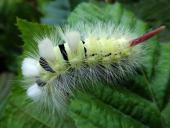 Raupe Buchen-Streckfuß (Calliteara pudibunda)-L. Klasing