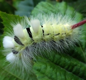 Raupe Buchen-Streckfuß (Calliteara pudibunda)-L. Klasing