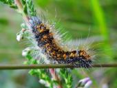 Raupe Goldhaar-Rindeneule (Acronicta auricoma)-L. Klasing