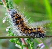 Raupe Goldhaar-Rindeneule (Acronicta auricoma)-L. Klasing