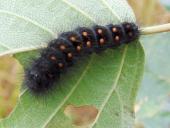 Raupe Goldhaar-Rindeneule (Acronicta auricoma)-L. Klasing