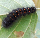 Raupe Goldhaar-Rindeneule (Acronicta auricoma)-L. Klasing