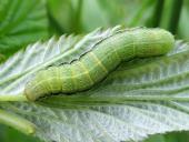 Raupe: Variable Kätzcheneule (Orthosia incerta)-L. Klasing