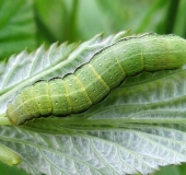 Raupe: Variable Kätzcheneule (Orthosia incerta)-L. Klasing