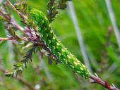 Raupe Heidekraut-Bunteule (Anarta myrtilli)-L. Klasing