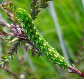 Raupe Heidekraut-Bunteule (Anarta myrtilli)-L. Klasing
