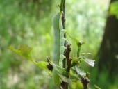 Raupe Zackeneule (Scoliopteryx libatrix)-L. Klasing