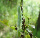 Raupe Zackeneule (Scoliopteryx libatrix)-L. Klasing