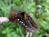 Raupe Grasglucke (Euthrix potatoria)-L. Klasing