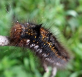 Raupe Grasglucke (Euthrix potatoria)-L. Klasing