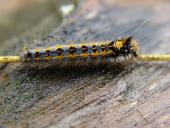 Raupe Grasglucke (Euthrix potatoria)-L. Klasing